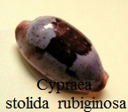 Cypraea stolida rubiginosa nicobar